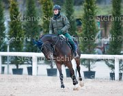 Belinda FZ Tosc Tour2013- S5 1932 : Arezzo, Belinda FZ, Cavalli d'Italia, Toscana Tour 2013, foto di Stefano Secchi ©